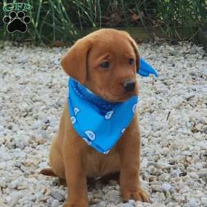 Jasmine, Fox Red Labrador Retriever Puppy