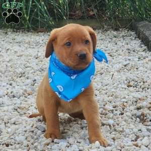 Jasmine, Fox Red Labrador Retriever Puppy