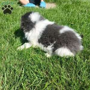 Peaches, Newfoundland Puppy