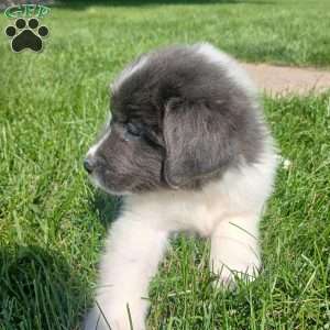 Peaches, Newfoundland Puppy