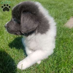 Peaches, Newfoundland Puppy