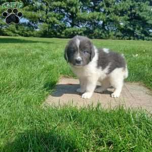 Peaches, Newfoundland Puppy