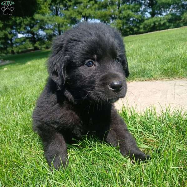Matty, Newfoundland Puppy