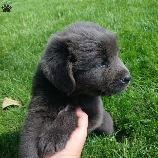 Leo, Newfoundland Puppy