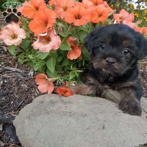 Lucas, Shorkie Puppy
