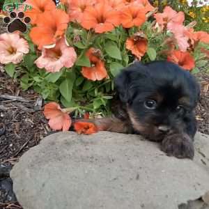 Lucas, Shorkie Puppy