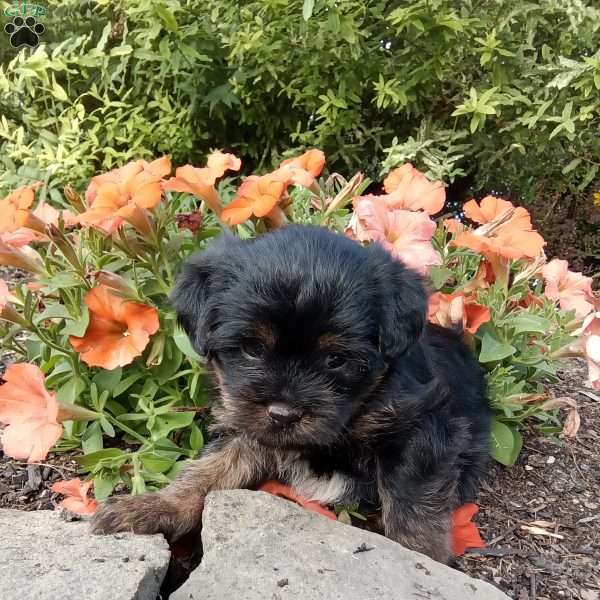 Lucas, Shorkie Puppy
