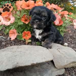 Liam, Shorkie Puppy