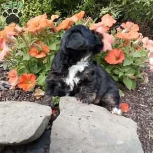 Liam, Shorkie Puppy