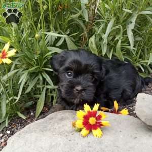 Gracie, Shorkie Puppy