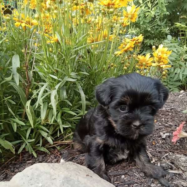 Gracie, Shorkie Puppy
