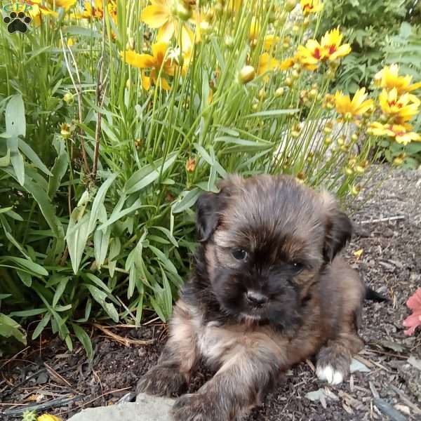 Molly, Shorkie Puppy
