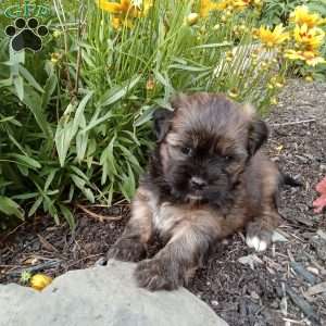 Molly, Shorkie Puppy