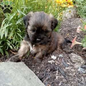 Molly, Shorkie Puppy