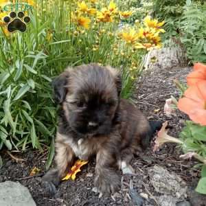 Molly, Shorkie Puppy