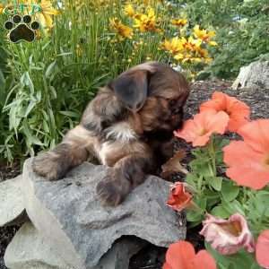 Missy, Shorkie Puppy