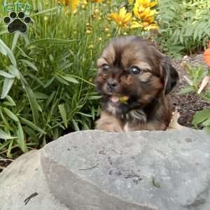 Missy, Shorkie Puppy