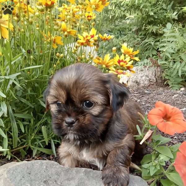 Missy, Shorkie Puppy