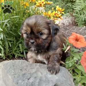 Missy, Shorkie Puppy