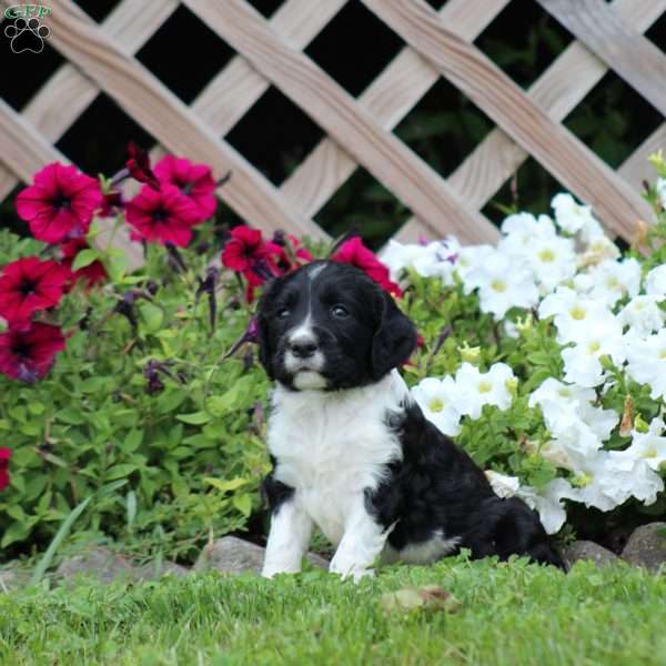 Stripes, English Springer Spaniel Puppy