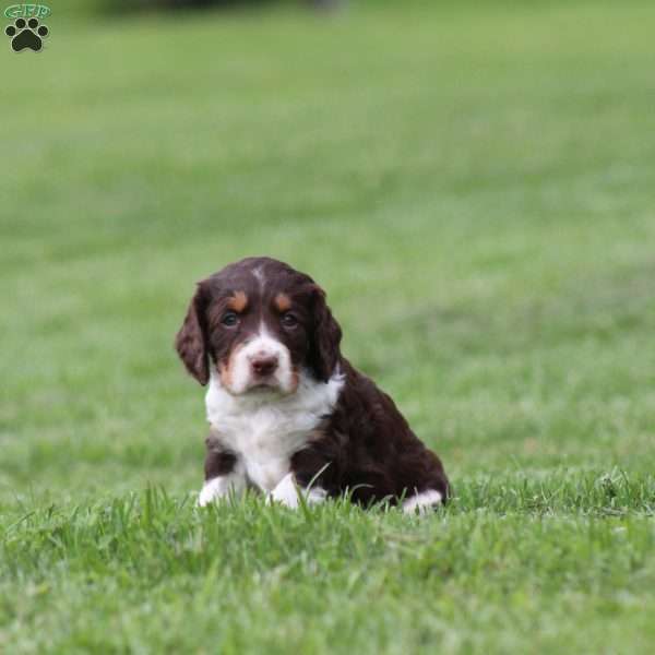 Chocolate, English Springer Spaniel Puppy