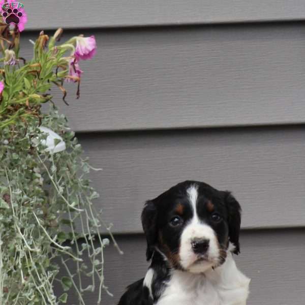 Trixie, English Springer Spaniel Puppy