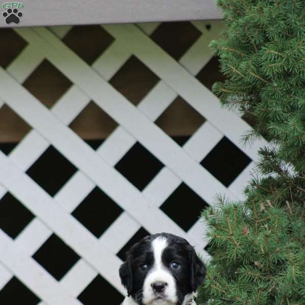 Chubby, English Springer Spaniel Puppy