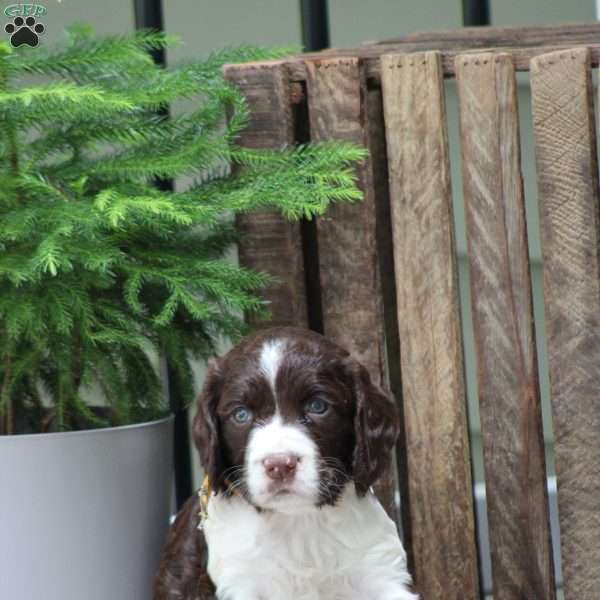 Cookie, English Springer Spaniel Puppy