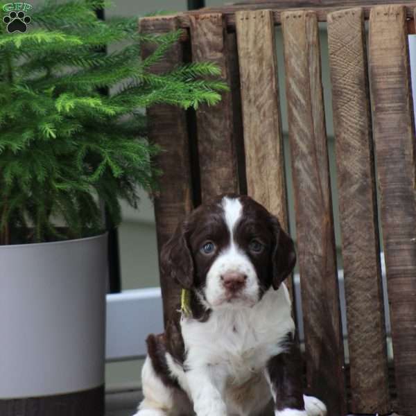 Cassie, English Springer Spaniel Puppy