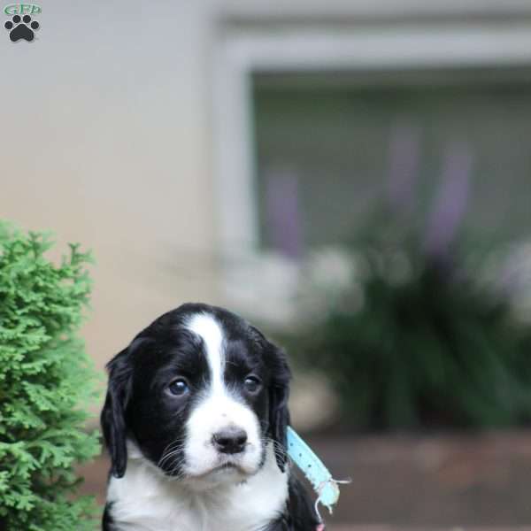 Teddy, English Springer Spaniel Puppy