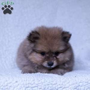 Rusty, Pomeranian Puppy