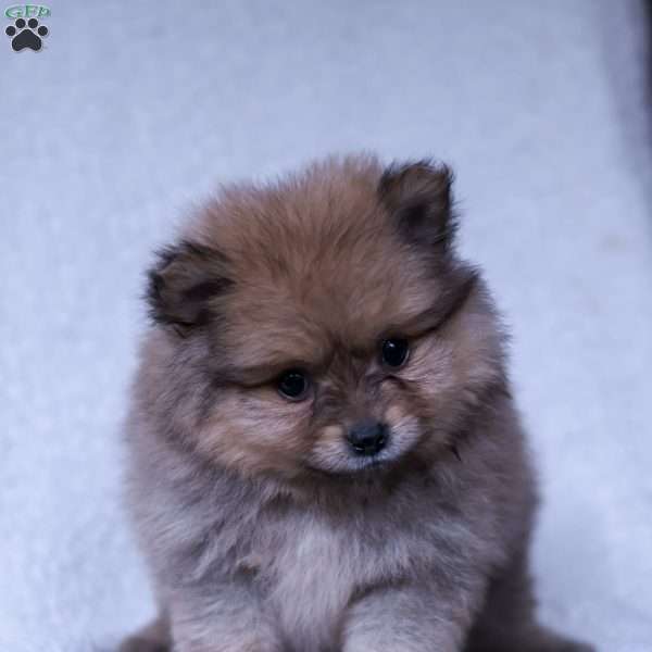 Rusty, Pomeranian Puppy