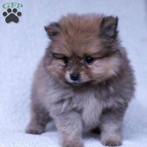 Rusty, Pomeranian Puppy
