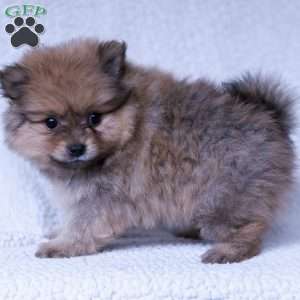 Rusty, Pomeranian Puppy