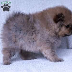 Rusty, Pomeranian Puppy