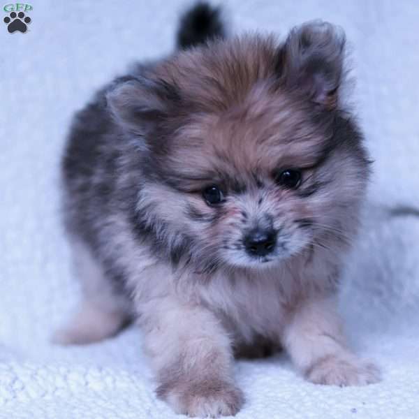 Benji, Pomeranian Puppy