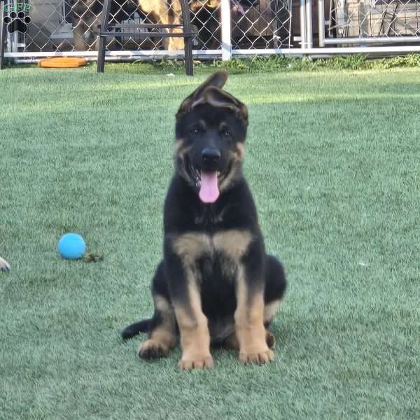 Sheldon, German Shepherd Puppy