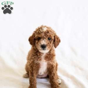 Lily, Miniature Poodle Puppy