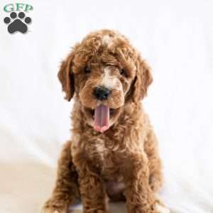 August, Miniature Poodle Puppy