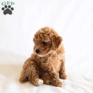 Firefly, Miniature Poodle Puppy