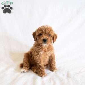 Firefly, Miniature Poodle Puppy