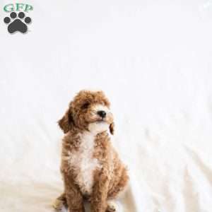 S’more, Miniature Poodle Puppy