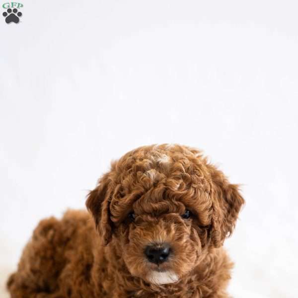 June, Miniature Poodle Puppy