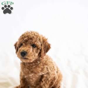 Melon, Miniature Poodle Puppy