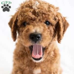 Rootbeer, Miniature Poodle Puppy