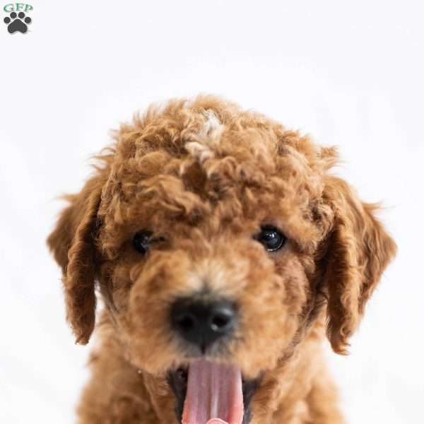 Rootbeer, Miniature Poodle Puppy