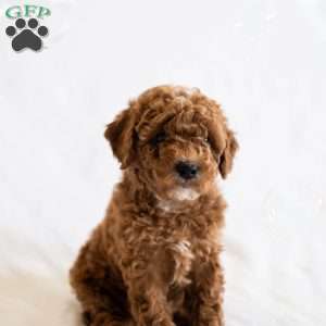 June, Miniature Poodle Puppy