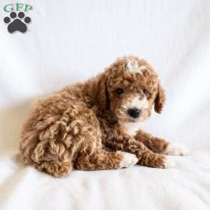 S’more, Miniature Poodle Puppy