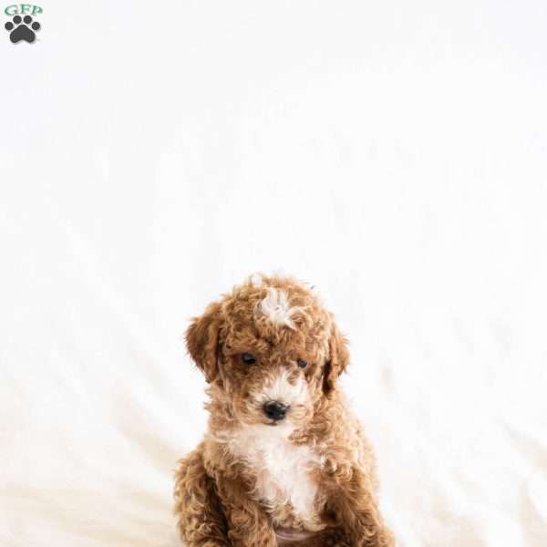 S’more, Miniature Poodle Puppy