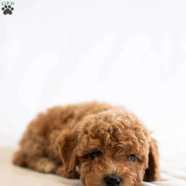 Firefly, Miniature Poodle Puppy